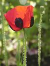 Cool poppy plant picture