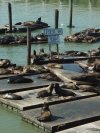 These Sea lions moved in on these docks and have become quite an attraction