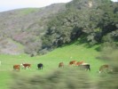 Happy California Cows
